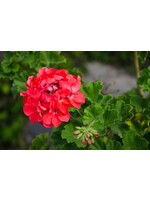 Geranium (Pelargonium) | 1/3 oz | Organic Essential Oil