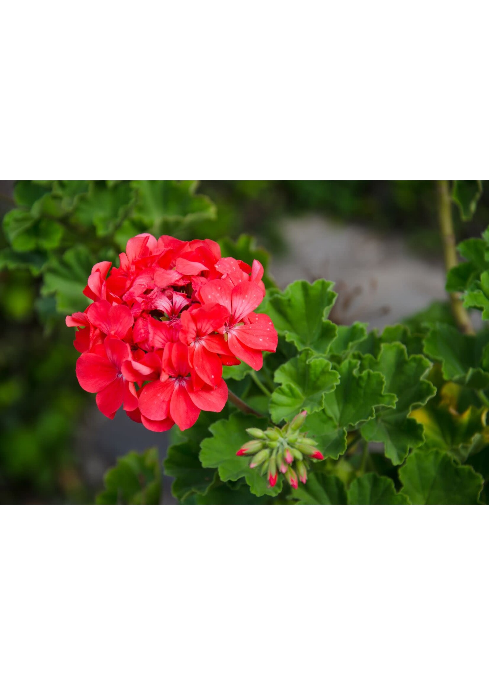 Geranium (Pelargonium) | 1/3 oz | Organic Essential Oil