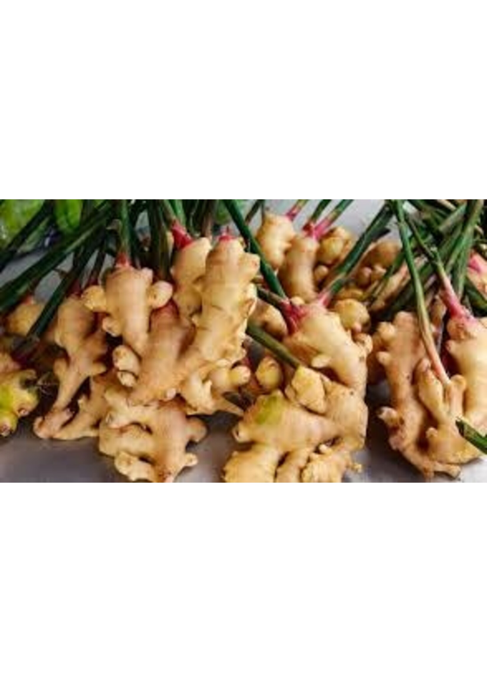 Ginger (Zingiber Officinale) | 1 oz | Organic Essential Oil