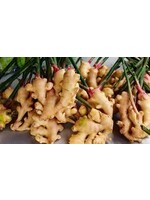 Ginger (Zingiber Officinale) CO2 | 1/3oz- 10mL | Organic Essential Oil