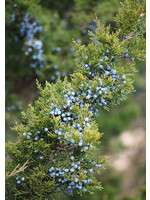 Juniper (Juniperus) | 1/2 oz | Organic Essential Oil