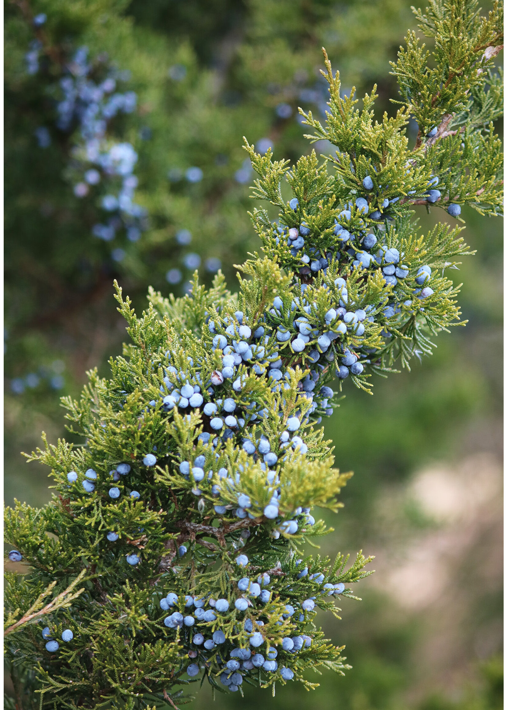 Juniper (Juniperus) | 1 oz | Organic Essential Oil