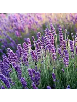 Lavender (Lavandula anguvstifolia) | 1/3oz|-10mL  Organic  Essential Oil Plant Therapy