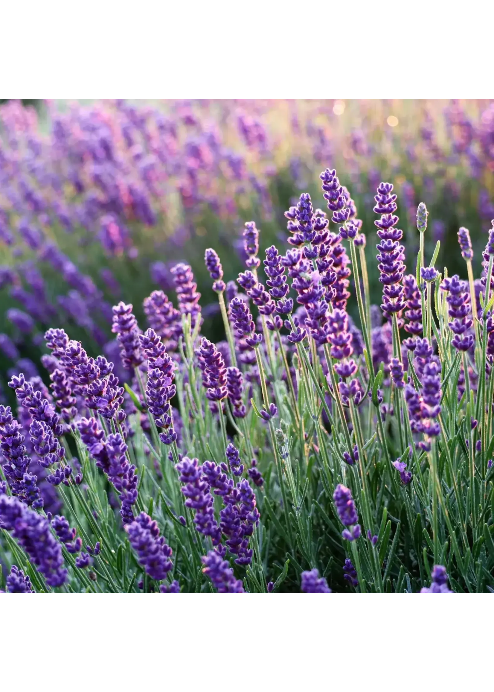 Lavender (Lavandula anguvstifolia) | 1/3oz|-10mL  Organic  Essential Oil Plant Therapy