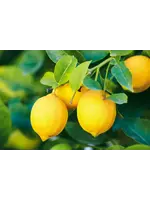 Lemon (Citrus lemon) | 1/4 oz | Organic Essential Oil