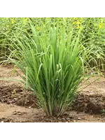Lemongrass (Cymbopogon citratus) | 1 oz | Organic Essential Oil