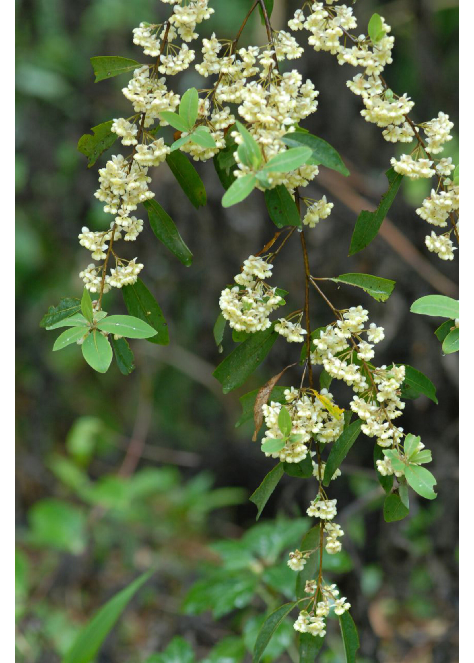 Litsea Cubeba | 1/2 oz | Organic Essential Oil