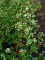 Marjoram  Sweet (Origanum majorana) | 1/3oz | Organic Essential Oil