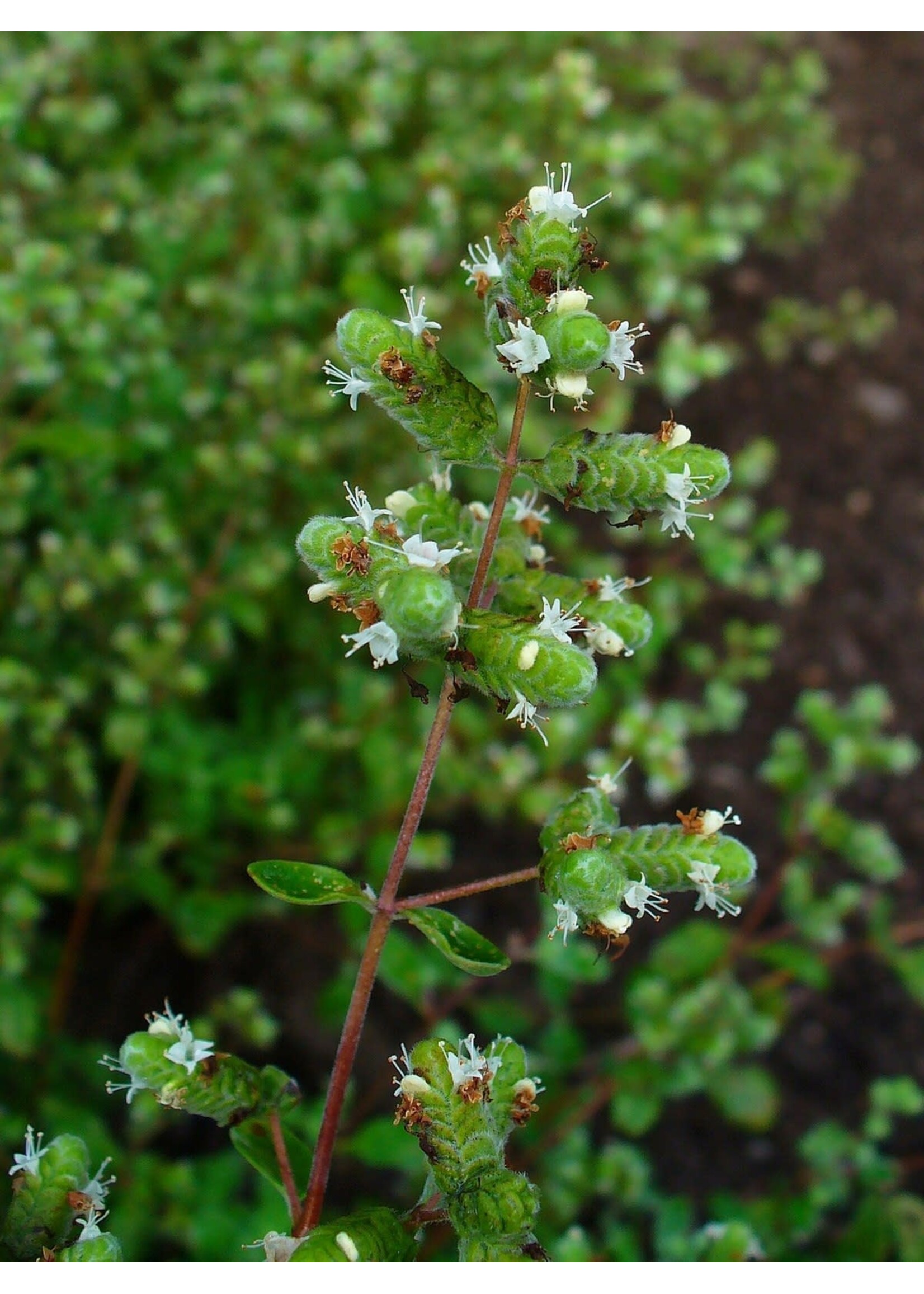 Marjoram (Origanum majorana) | 1/2 oz | Organic Essential Oil