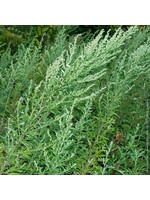 Mugwort: Armoise (Artemisia vulgaris) | 1/2 oz | Organic Essential Oil