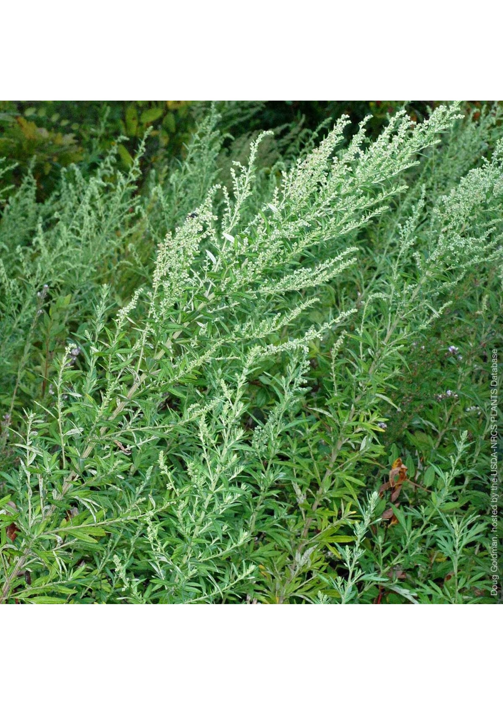 Mugwort: Armoise (Artemisia vulgaris) | 1/2 oz | Organic Essential Oil