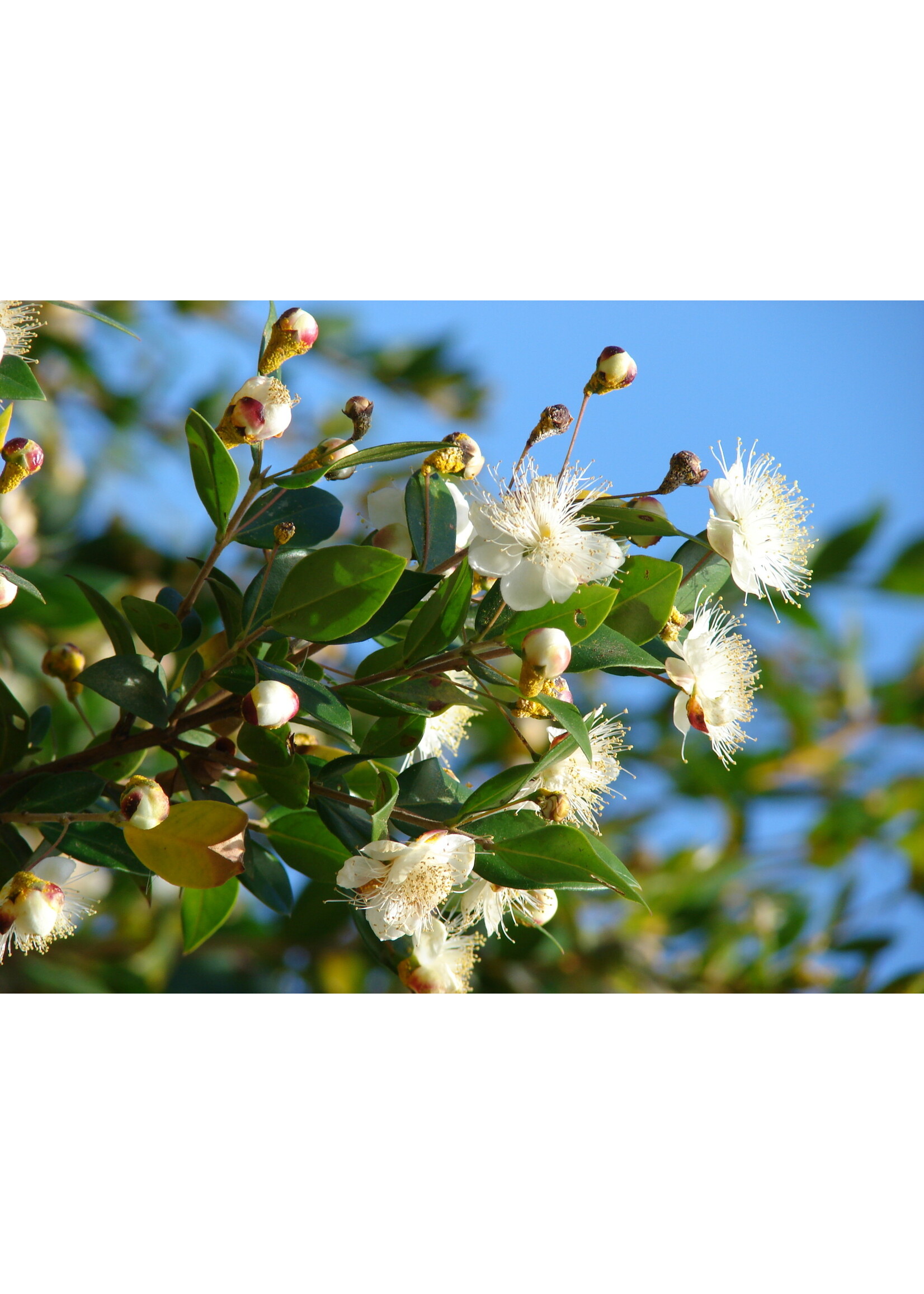 Myrtle (Myrtus communis) | 1/2 oz | Organic Essential Oil