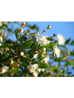 Myrtle (Myrtus communis) | 1/4 oz | Organic Essential Oil