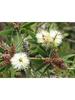 Niaouli (Melaleuca quinquenervia) | 1 oz | Organic Essential Oil