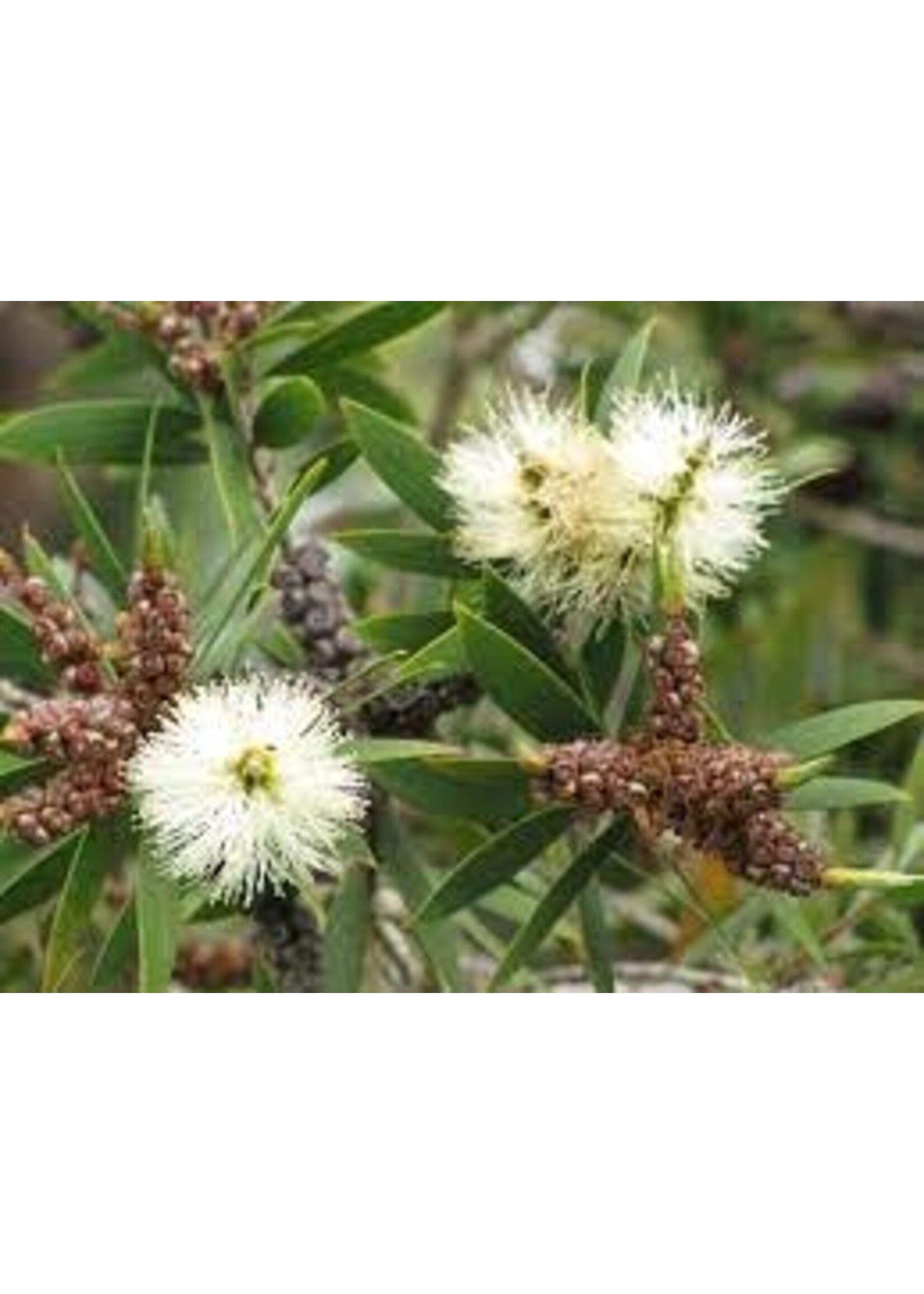 Niaouli (Melaleuca quinquenervia) | 1 oz | Organic Essential Oil