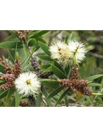 Niaouli (Melaleuca quinquenervia) | 1/2 oz | Organic Essential Oil