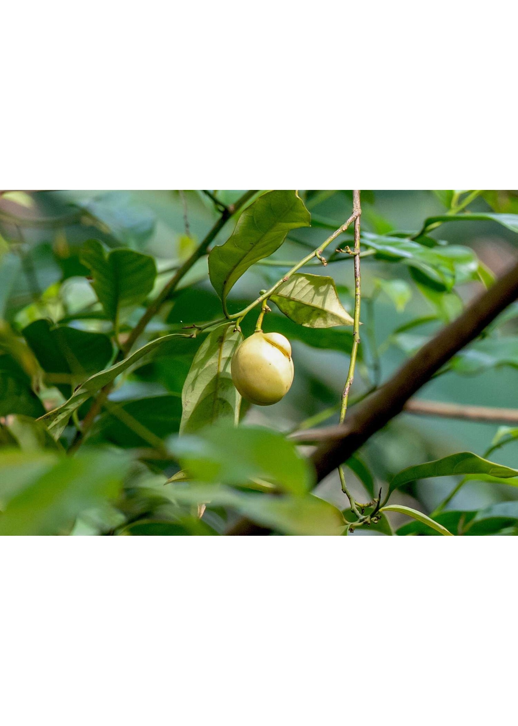 Nutmeg (Myristica fragrans) | 1/2 oz | Organic Essential Oil