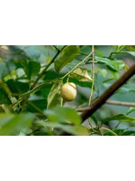 Nutmeg  (Myristica fragrans) | 1/3 oz | - 10m Organic Essential Oil