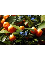 Sweet Orange (Citrus × sinensis) | 1 oz | Essential Oil