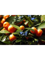 Sweet Orange Essential Oil 1/2 oz.