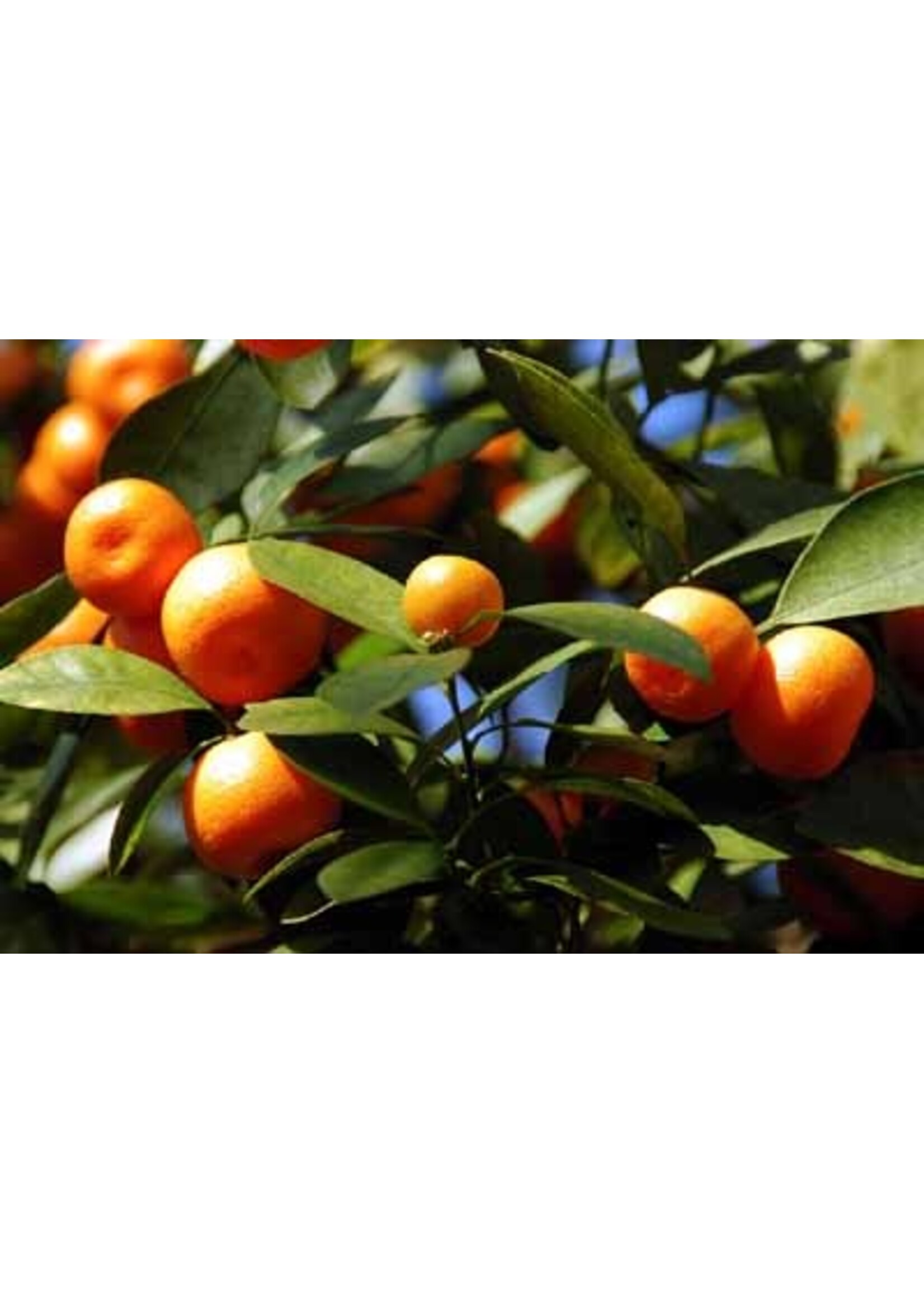 Orange (Citrus × sinensis) Sweet  (10mL- 1/3 oz | Essential Oil Plant Therapy