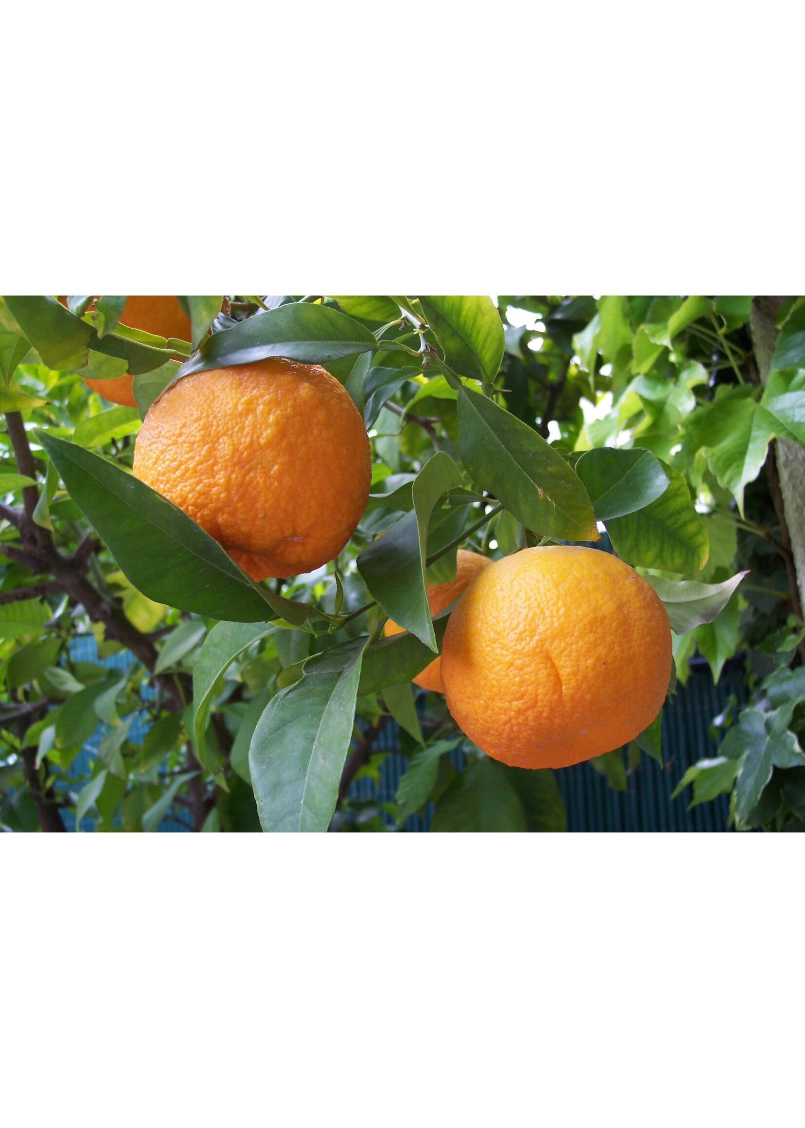 Bitter Orange (Citrus × aurantium) | 1 oz | Organic Essential Oil