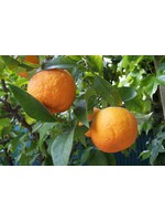 Bitter Orange (Citrus × aurantium) | 1/2 oz | Organic Essential Oil