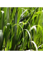 Palmarosa (Cymbopogon martinii ) | 1/3 oz | Organic Essential Oil