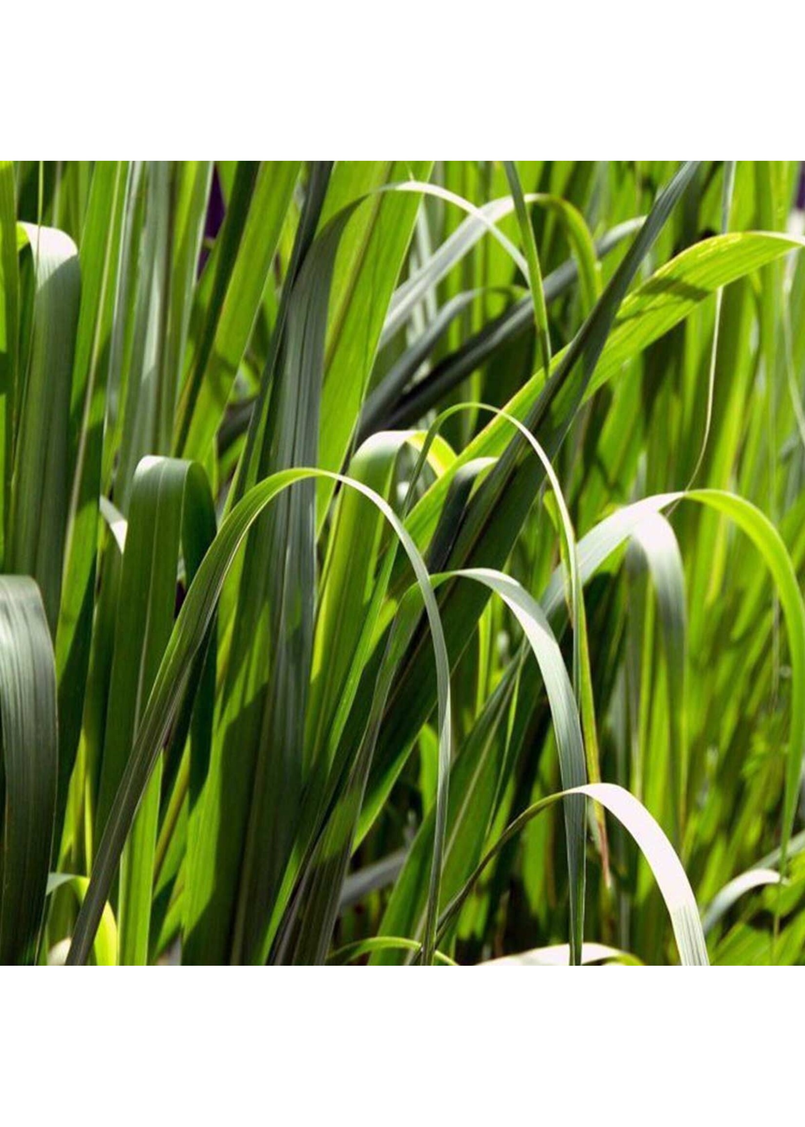 Palmarosa (Cymbopogon martinii ) | 1/3 oz | Organic Essential Oil