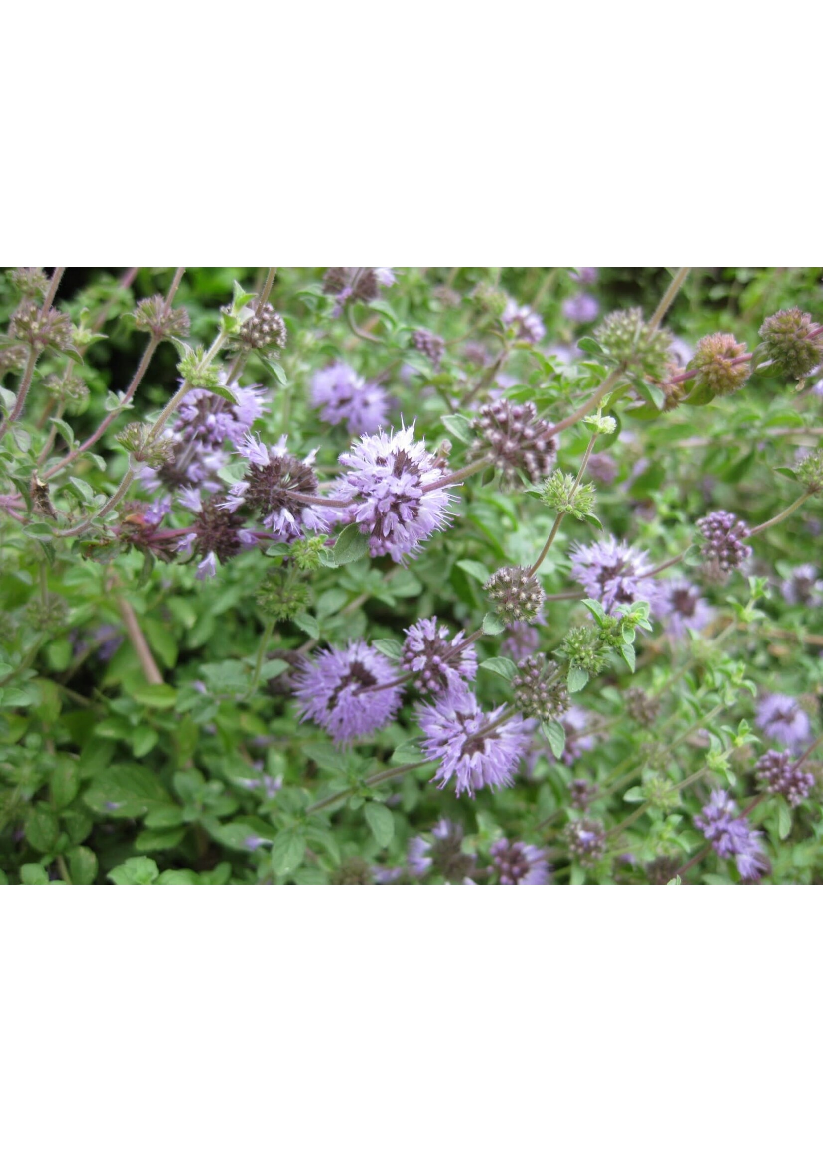 Pennyroyal (Mentha pulegium) | 1 oz | Organic Essential Oil