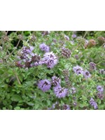 Pennyroyal (Mentha pulegium) | 1/2 oz | Organic Essential Oil