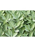 Sage (Salvia officinalis) | 1/2 oz | Organic Essential Oil