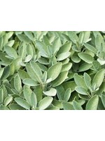 Sage  Dalmation (Salvia officinalis) | 1/3 oz-10mL | Organic Essential Oil