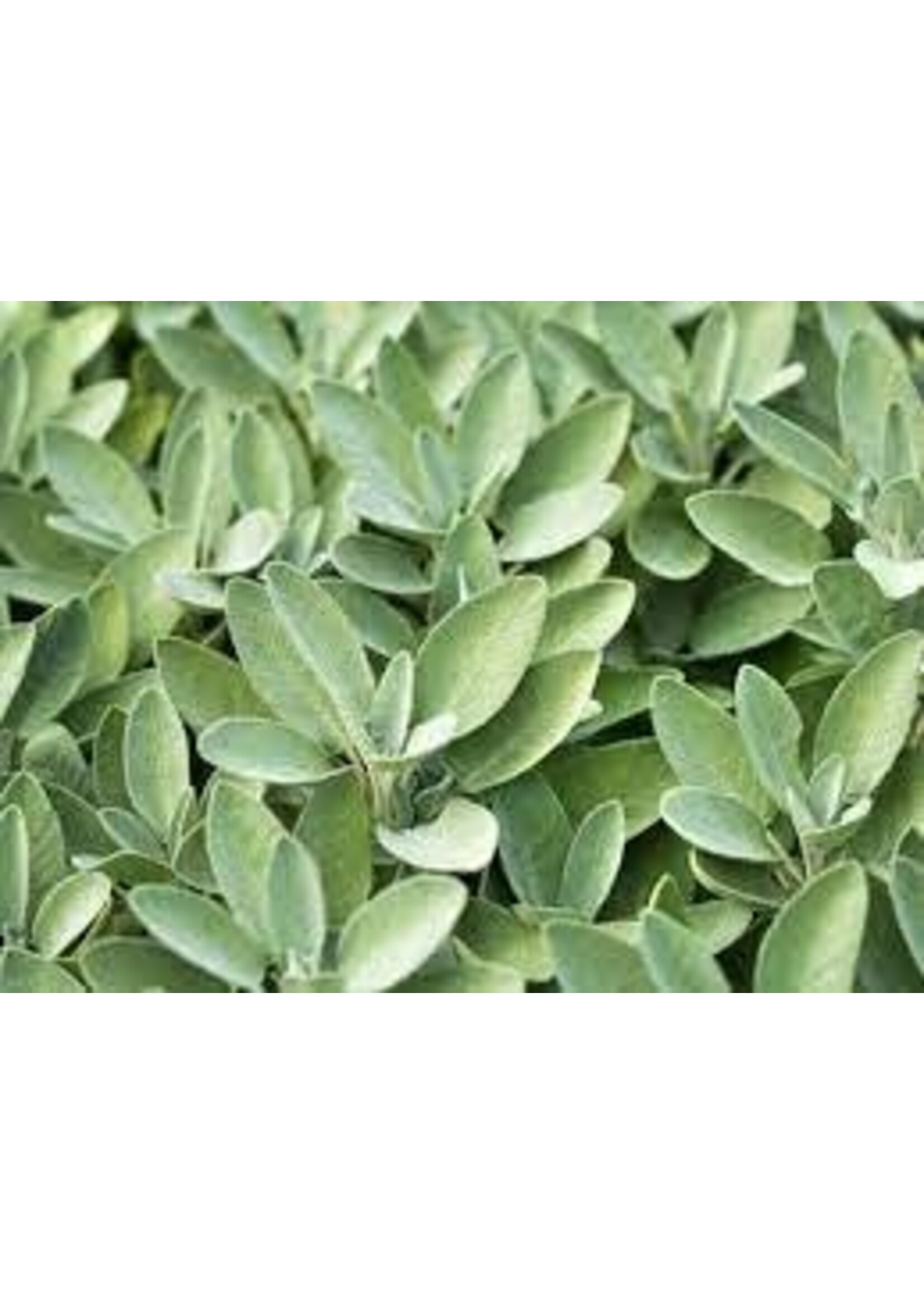 Sage  Dalmation (Salvia officinalis) | 1/3 oz-10mL | Organic Essential Oil