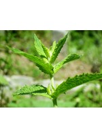 Spearmint ( Mentha spicata) | 1 oz | Organic Essential Oil