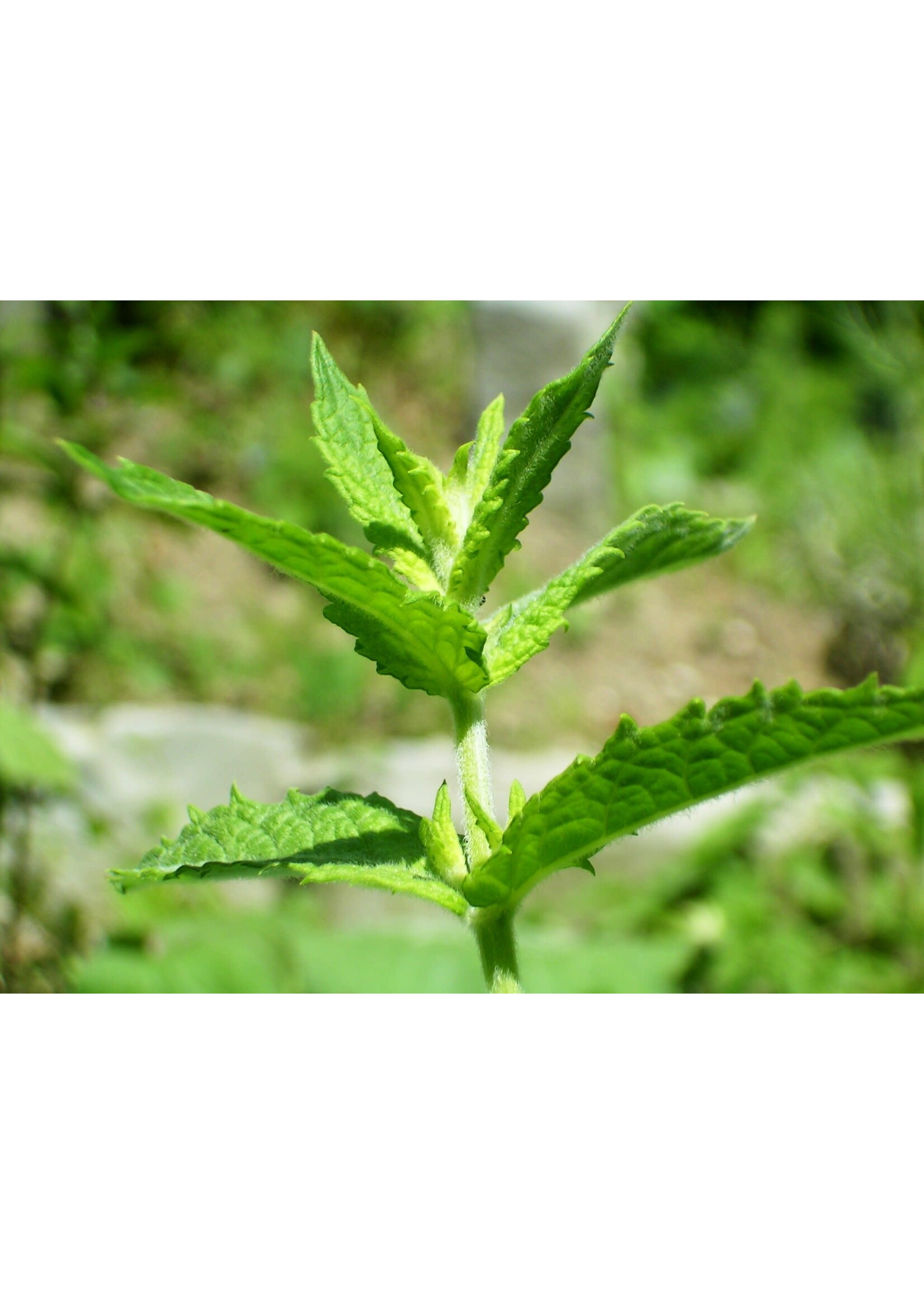 Spearmint (Mentha spicata) | 1/3oz -10mL)| Organic Essential Oil  Plant Therapy