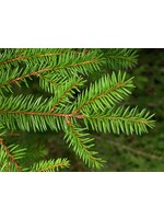 Spruce (Picea ) | 1/2 oz | Organic Essential Oil
