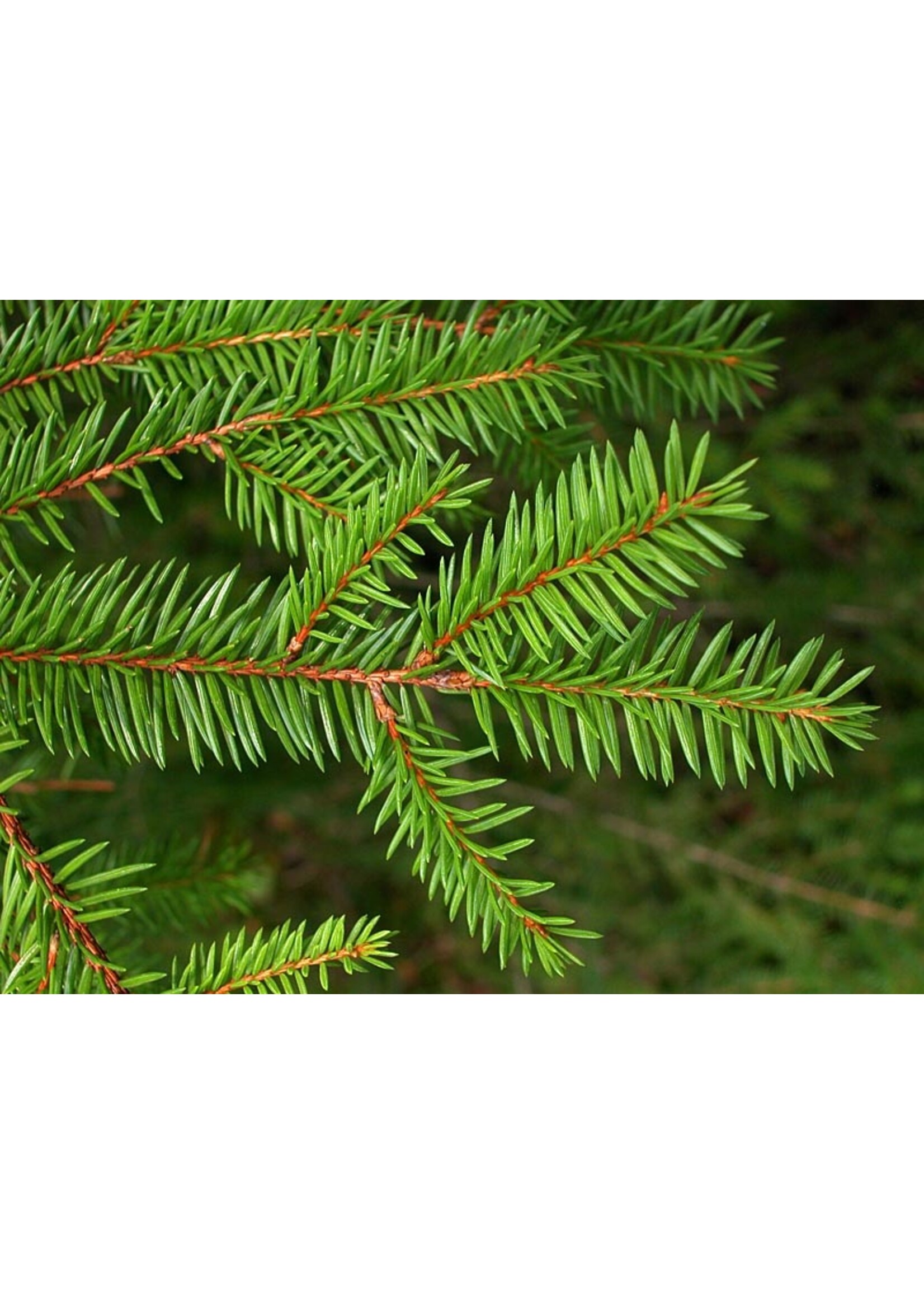 Spruce (Picea ) | 1/3 oz | Organic Essential Oil