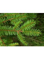 Spruce (Picea) | 1/4 oz | Organic Essential Oil