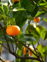 Tangerine (Citrus reticulata) | 1/2 oz | Organic Essential Oil