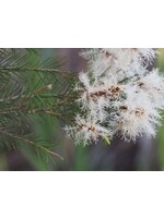 Tea Tree (Melaleuca alternifolia) | 1 oz | 30mL   Organic Essential Oil