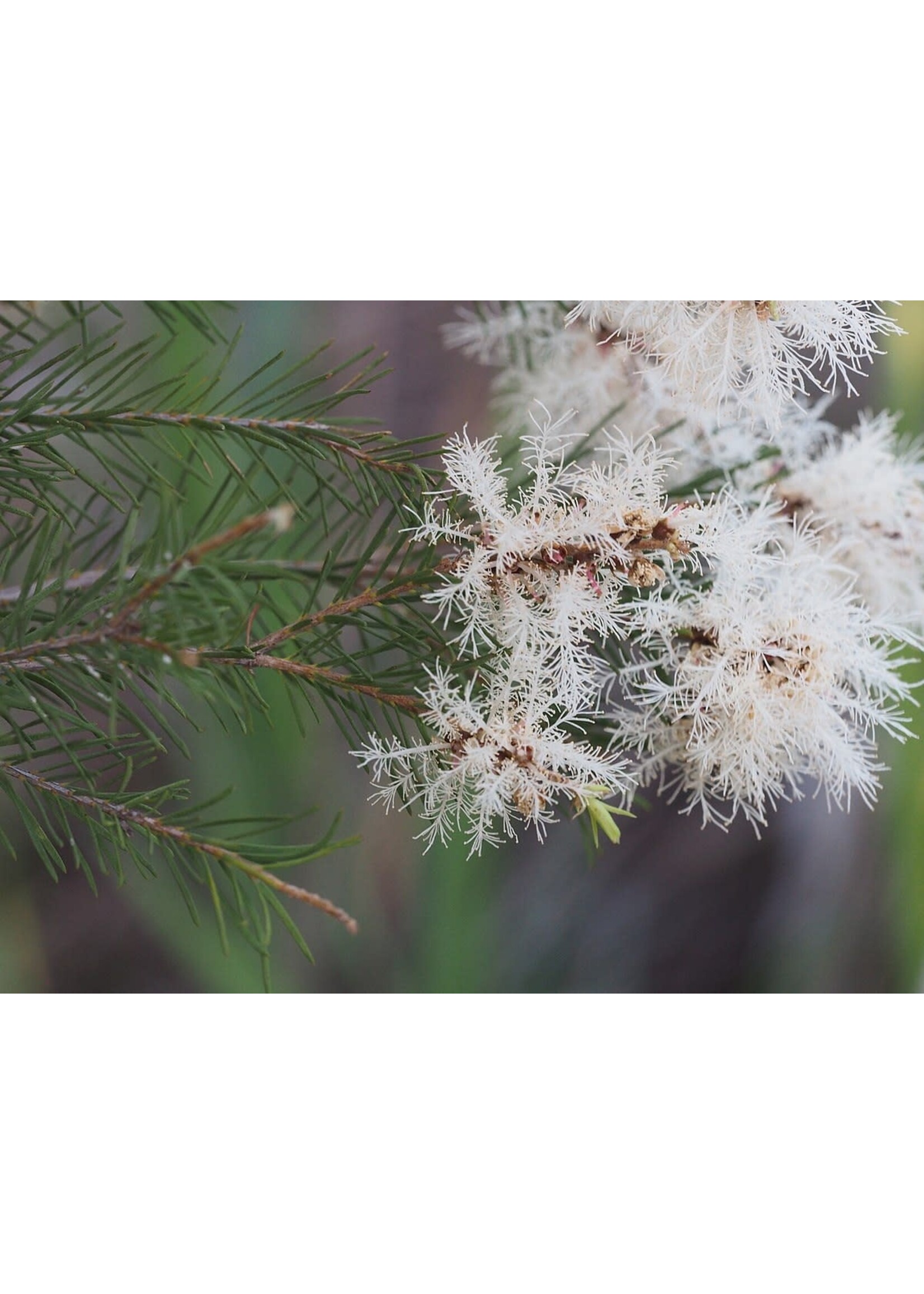 Tea Tree Organic Essential Oil 1/4 oz.