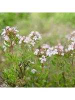 Thyme (Thymus vulgaris) | 1/2 oz | Organic Essential Oil