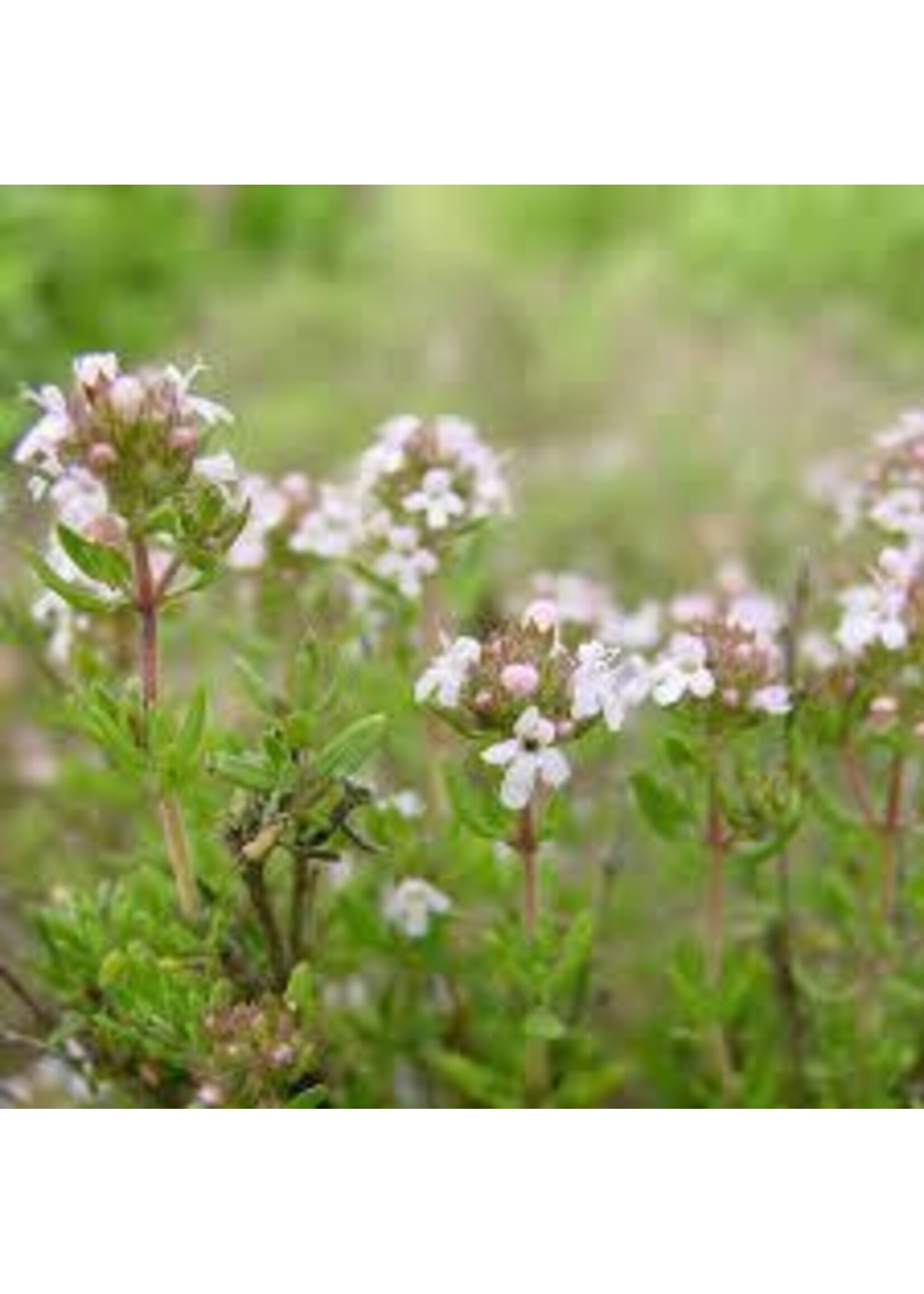Thyme (Thymus vulgaris) | 1/4 oz | Organic Essential Oil