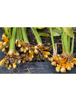 Turmeric (Curcuma longa) | 1/4 oz | Organic Essential Oil