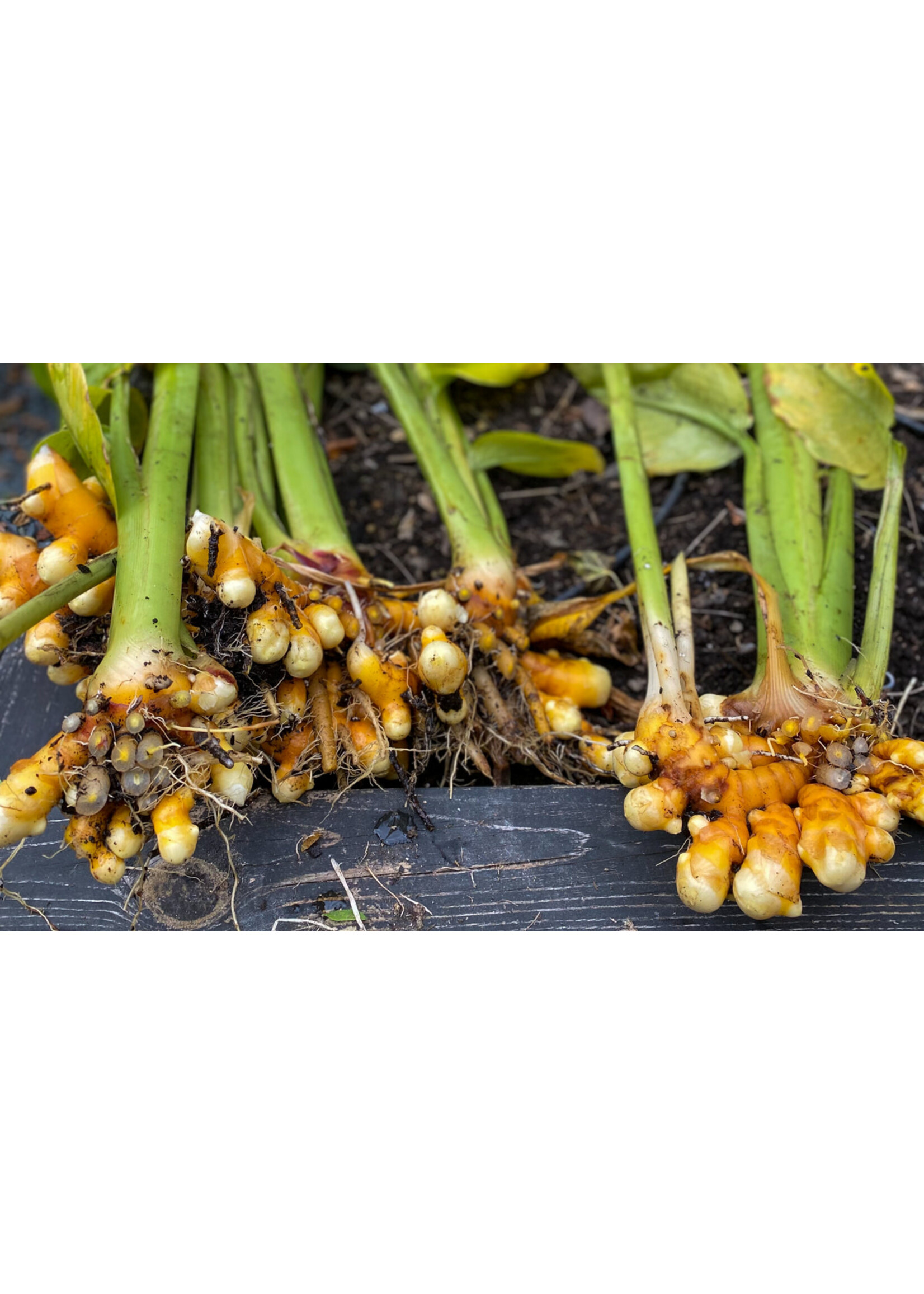 Turmeric (Curcuma longa) | 1/4 oz | Organic Essential Oil