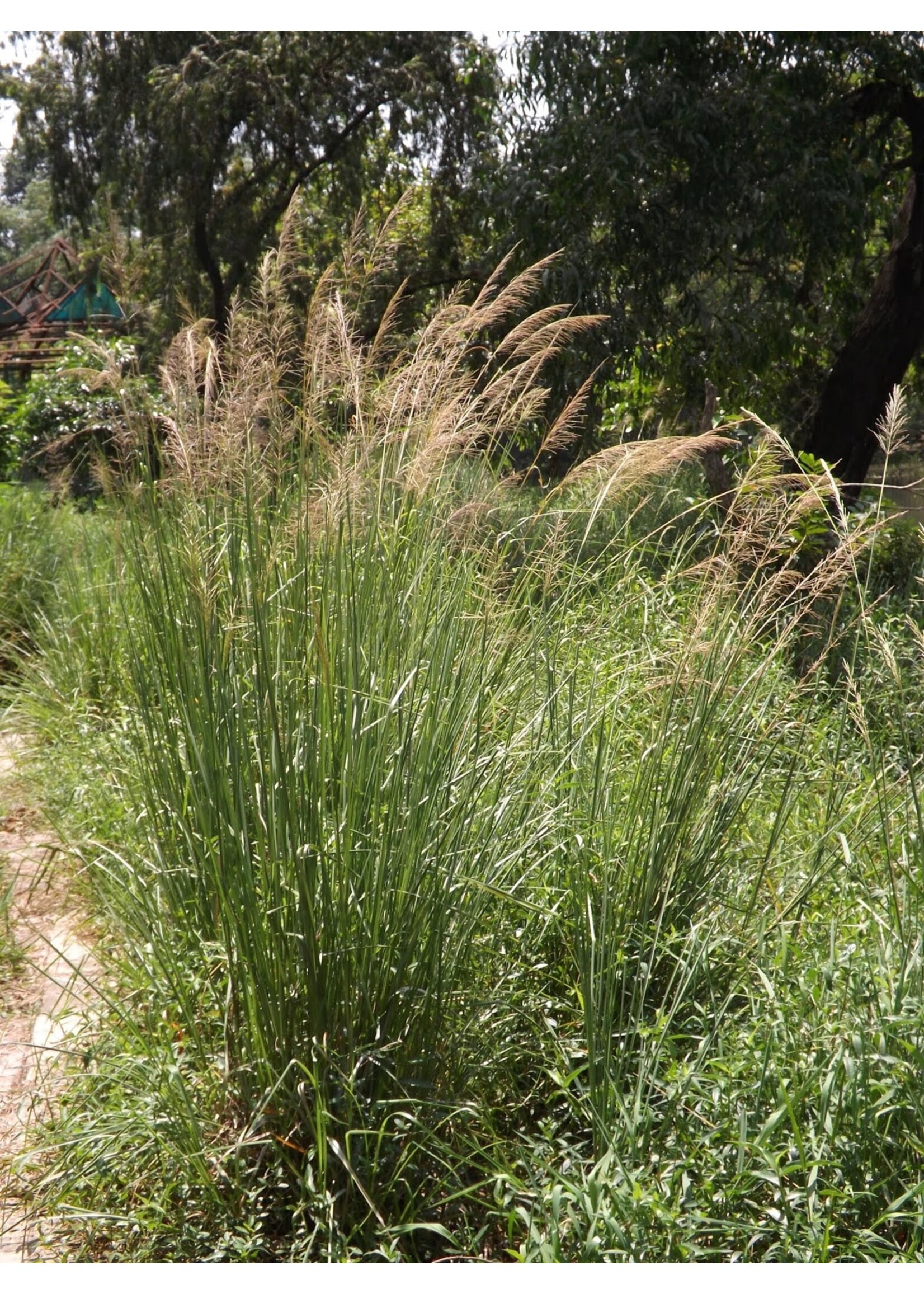 Vetiver (Chrysopogon zizanioides) | 1 oz-30mL | Organic Essential Oil