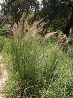Vetiver (Chrysopogon zizanioides) | 1/3 oz-10mL |Organic  Essential Oil  Plant Therapy