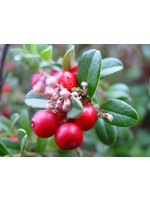 Wintergreen (Gaultheria procumbens)10mL - 1 /3 oz | Organic Essential Oil