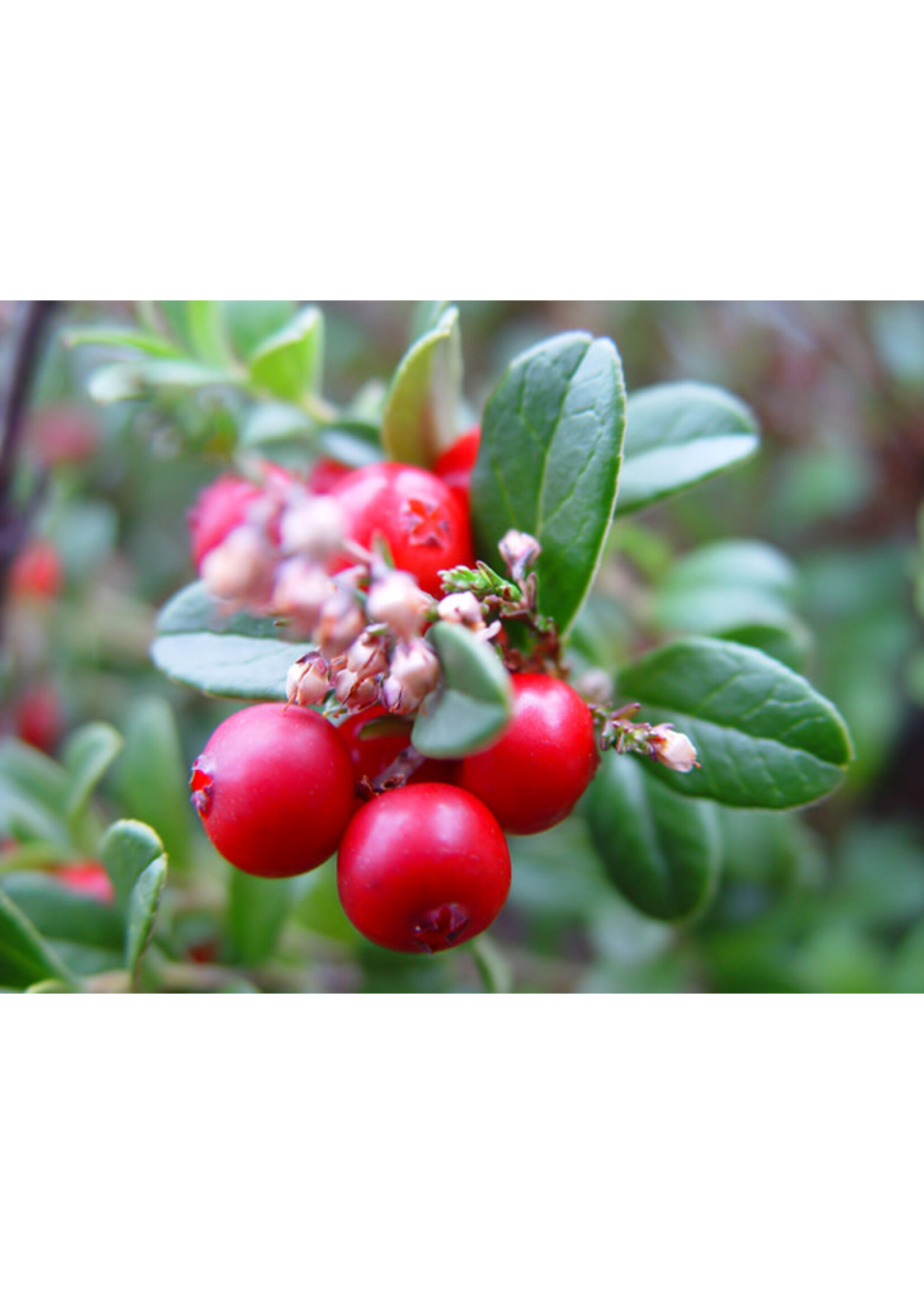 Wintergreen (Gaultheria procumbens)10mL - 1 /3 oz | Organic Essential Oil